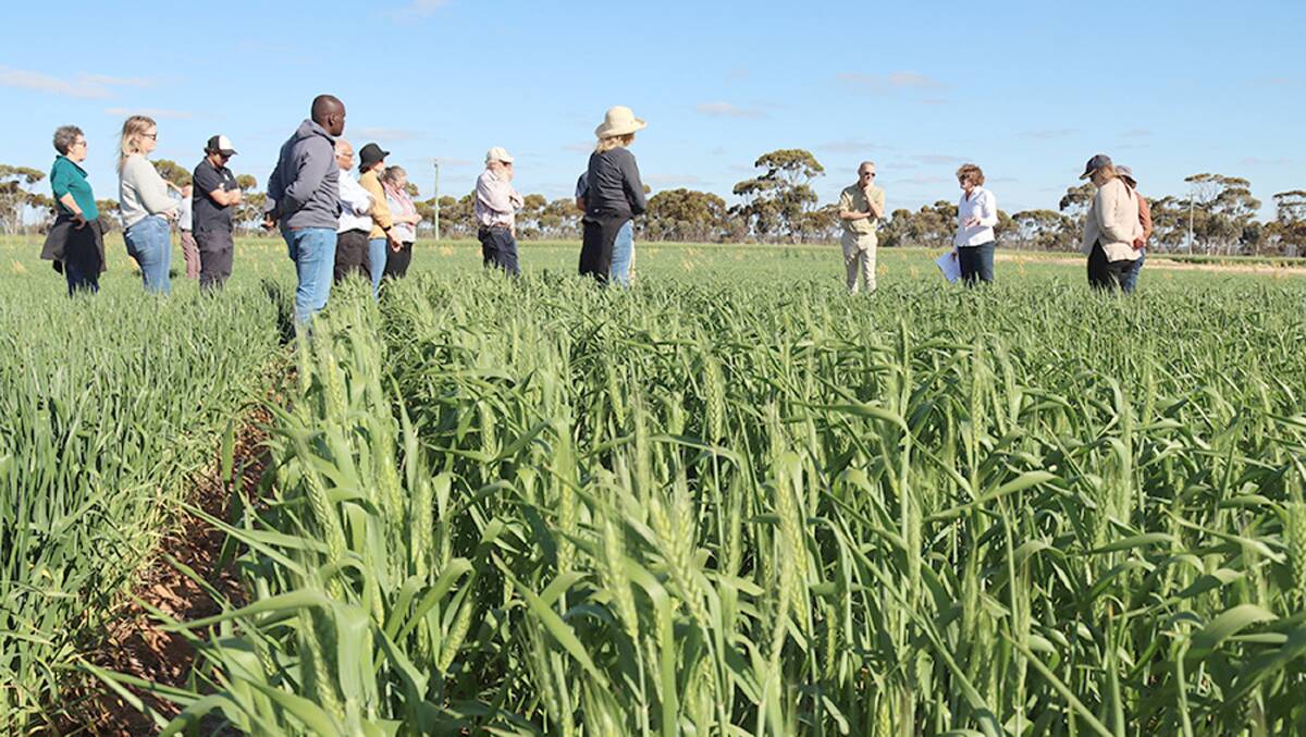 Department of Primary Industries and Regional Development research scientist Brenda Shackley discusses trials assessing commercial and potential winter and spring wheat varieties for their suitability to early sowing opportunities in WA.