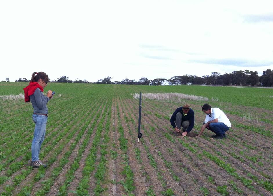  Scientists assess plant emergence in near-row sown crops (left) which are double the biomass compared with inter-row sown crops. Photo by CSIRO.