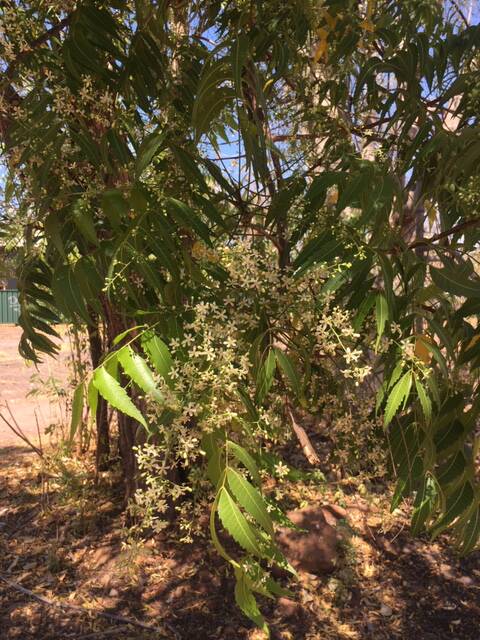 Invasive weeds neem and grader grass are now declared pests in the Kimberley.