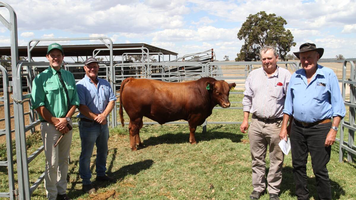 With the $11,000 second top-priced Red Angus bull Willandra Quinto Q58 (by Wyndarra Stew M36) were Nutrien Livestock auctioneer Michael Altus (left), Willandra stud co-principal Peter Cowcher, Williams, buyer Graeme Sharp, G Sharp & Son, Denmark and his agent Rob Williams, Westcoast Wool & Livestock, Denmark.
