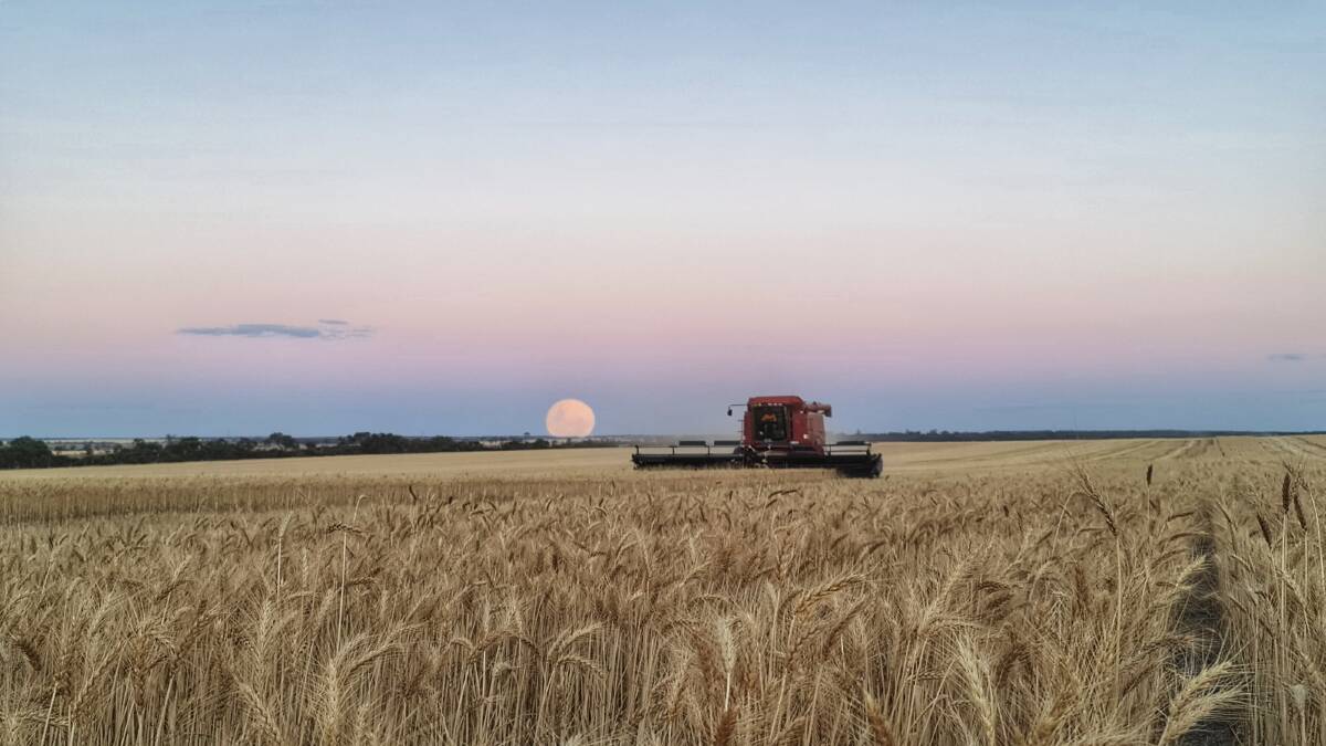  Harvest as the sun goes down at South Burracoppin. Farmhand Caleb Levy said this year's harvest has been "very surprising with yields and its consistentcy". Photo by Caleb Levy, South Burracoppin (@caleblevy1)