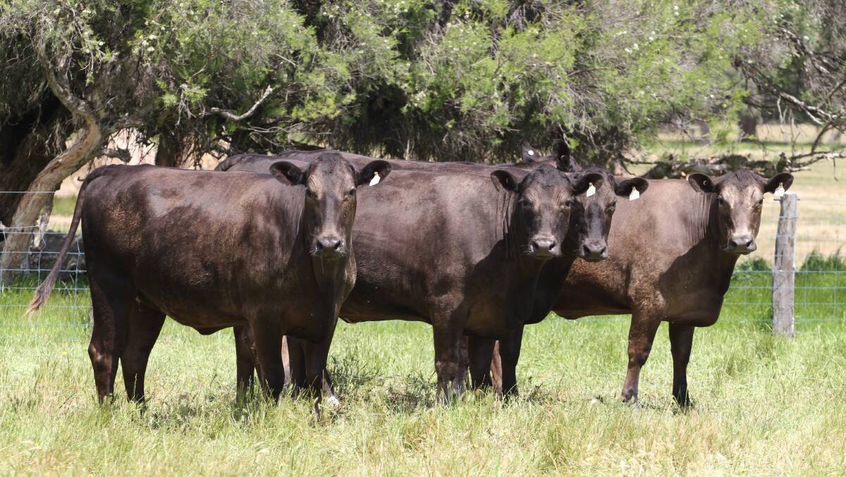 Some of the Roberts family's 23 PTIC Murray Grey-Friesian heifers AI synchro mated and backed up to Limousin bulls due to calve from January 20 to March 31.