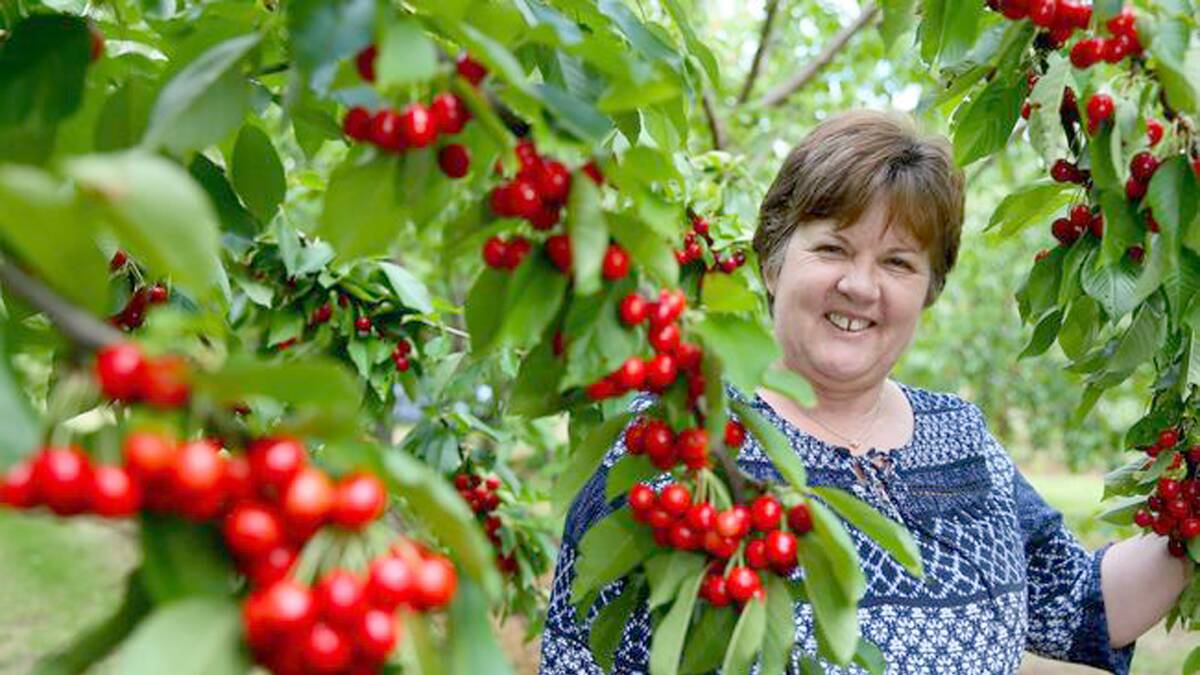 Large scale cherry grower, Cherry Lane Fields co-owner Kathy Grozotis, Manjimup, said she looks forward to the festival every year. Photo: Cherry Lane Fields.