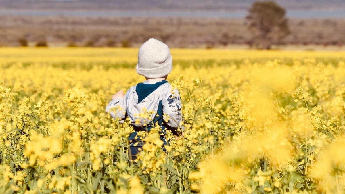 The latest data also confirmed there is a huge area of canola in the ground, somewhere just shy of two million hectares, mostly at the expense of lupins and oats. Photo by Anne Bell, Munglinup.