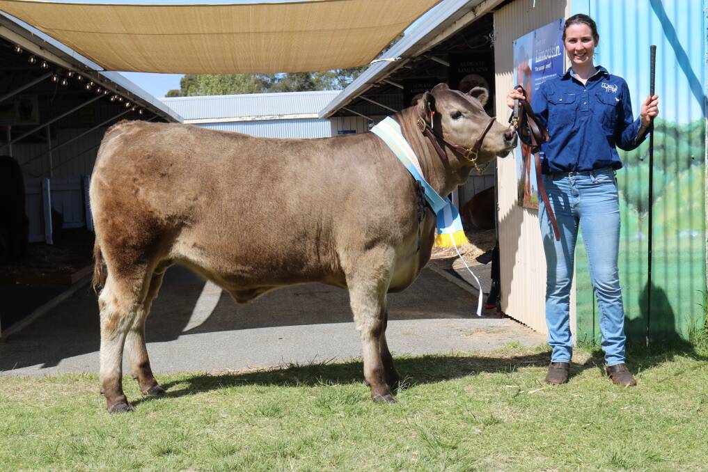Murdoch Universitys 431kg reserve champion mediumweight, a Limousin-Murray Grey cross steer, was paraded by third year veterinary student Megan Gurry, Darwin.