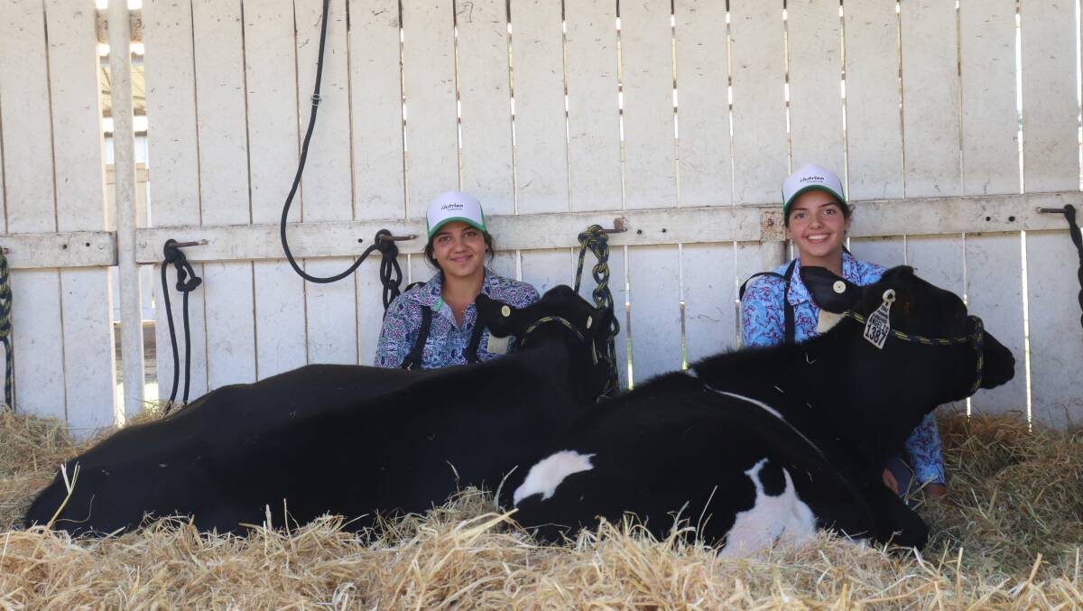 Lydia (left) and Ellouise Angi, Yarloop, having some fun with their heifers at the Youth Cattle Handlers Camp.