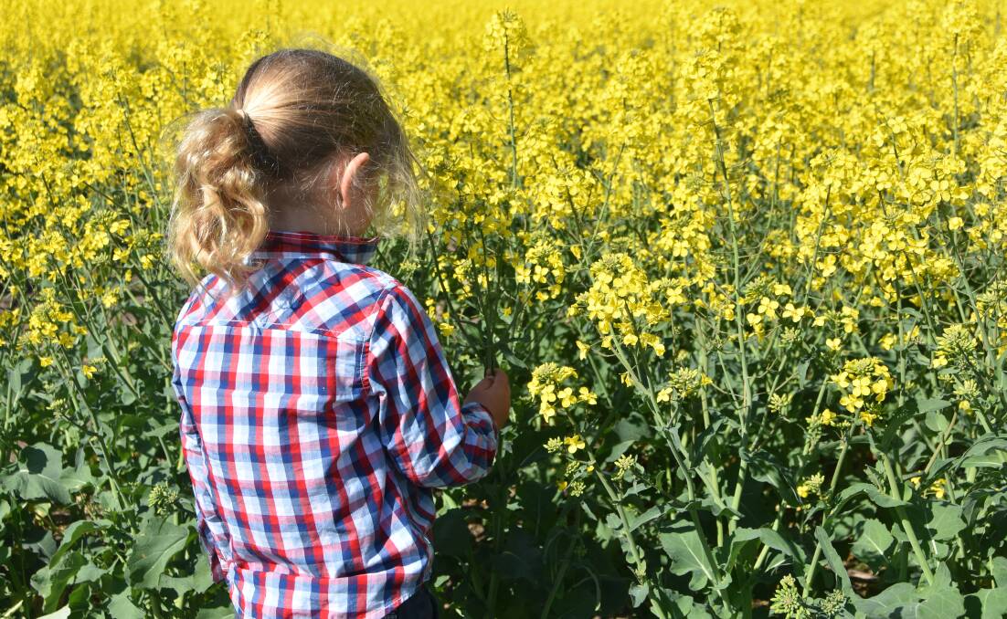  Researchers wanted to know if they pushed canola yields higher if nutrients would become limiting or if nitrogen was still the main driver.