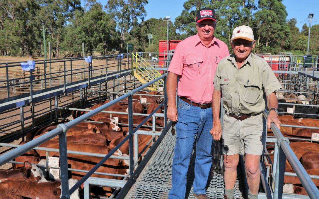 Elders WA commercial livestock manager Michael Longford (left) with Lou Tuia, Donnybrook, looking at the cattle before the sale. Mr Tuia bought several pens of Hereford-Simmental cross steers paying to $1749.