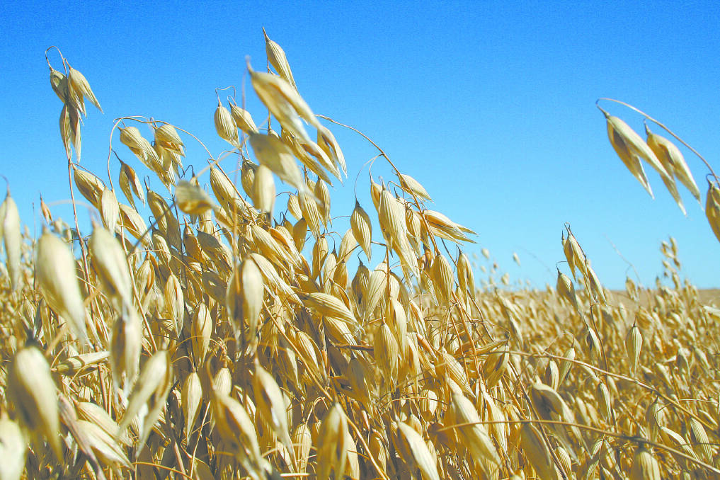 The future looks bright for Australian oats