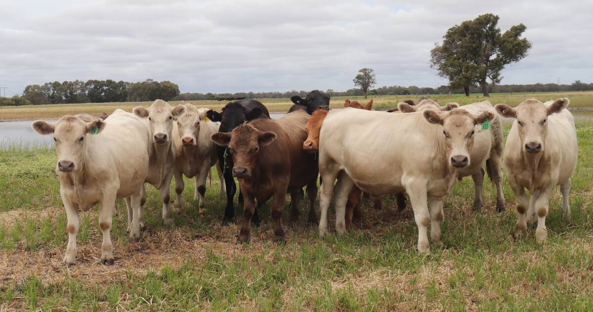 The steers are usually 250-350 kilograms when Ange and Trent Rogers buy them in from the Boyanup saleyards and after growing them out, are sold at 500-550kg.
