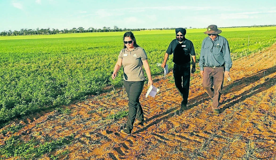 Department of Primary Industries and Regional Development, agronomist Stacey Power and research scientists Harmohinder Dhammu and Mark Seymour at the Dalwallinu legume demonstration site.