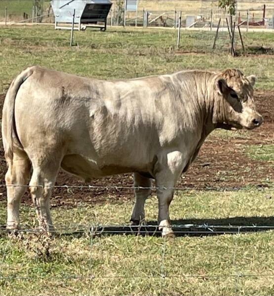 Bull prices also hit a high of $10,500 for Maefair Raphael R27 , from the Burnett family's Maefair Murray Grey stud, Marrar, New South Wales, when it sold to Cameron Harris, Nangara Murray Grey stud, Manjimup.