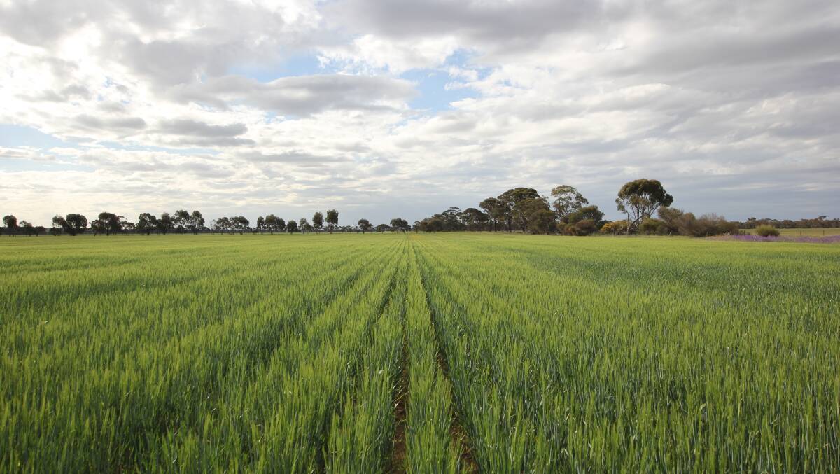 Great investment in eastern Wheatbelt