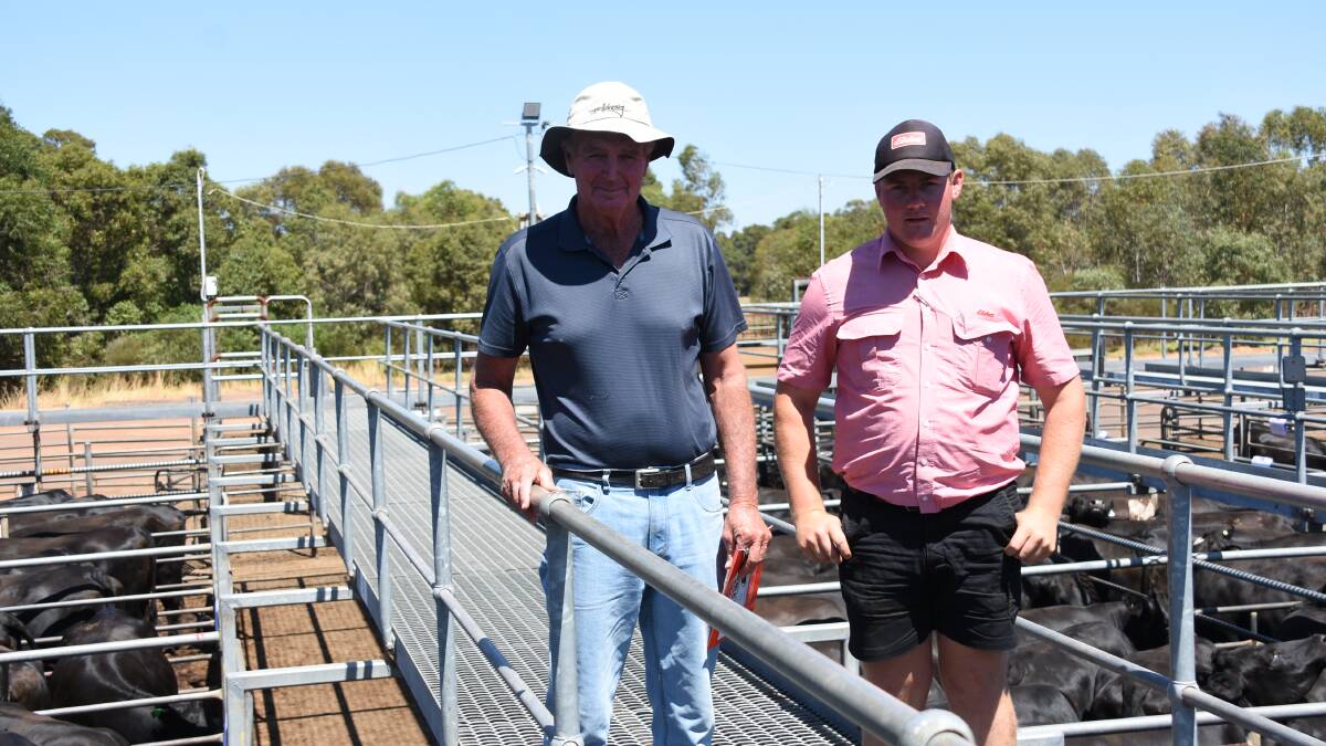 Looking over the heifers on offer in the sale before it got underway were regular buyer at the sale Graeme Payne (left), GE Payne, Karridale and Elders Donnybrook representative Pearce Watling. In the sale Mr Payne bought three pens of Hereford-Friesians (20 head) to a top of $2300 and two pens of Murray Grey-Aussie Reds (15 head) to a top of $2000.