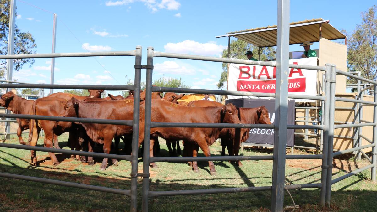  This line of 13 unmated 9-12 month-old Santa Gertrudis heifers sold for $1000 a head to Cundarra stud, Gingin.
