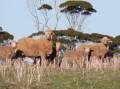 Pasture management advice to help livestock producers optimise feed availability during dry seasonal conditions can found on DPIRD's Season 2024 webpages.