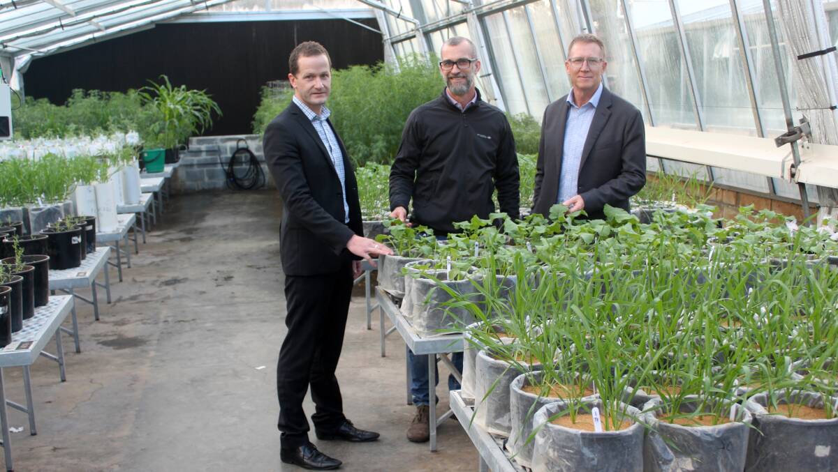 Australian Potash Company (APC) chief financial officer Scott Nicholas (left), APC project manager Stewart McCallion and APC managing director Matt Shackleton at the University of Western Australia Plant Growth Facility. The wheat and canola pictured has various rates of MoP and SoP applied to show comparative response in a controlled environment.