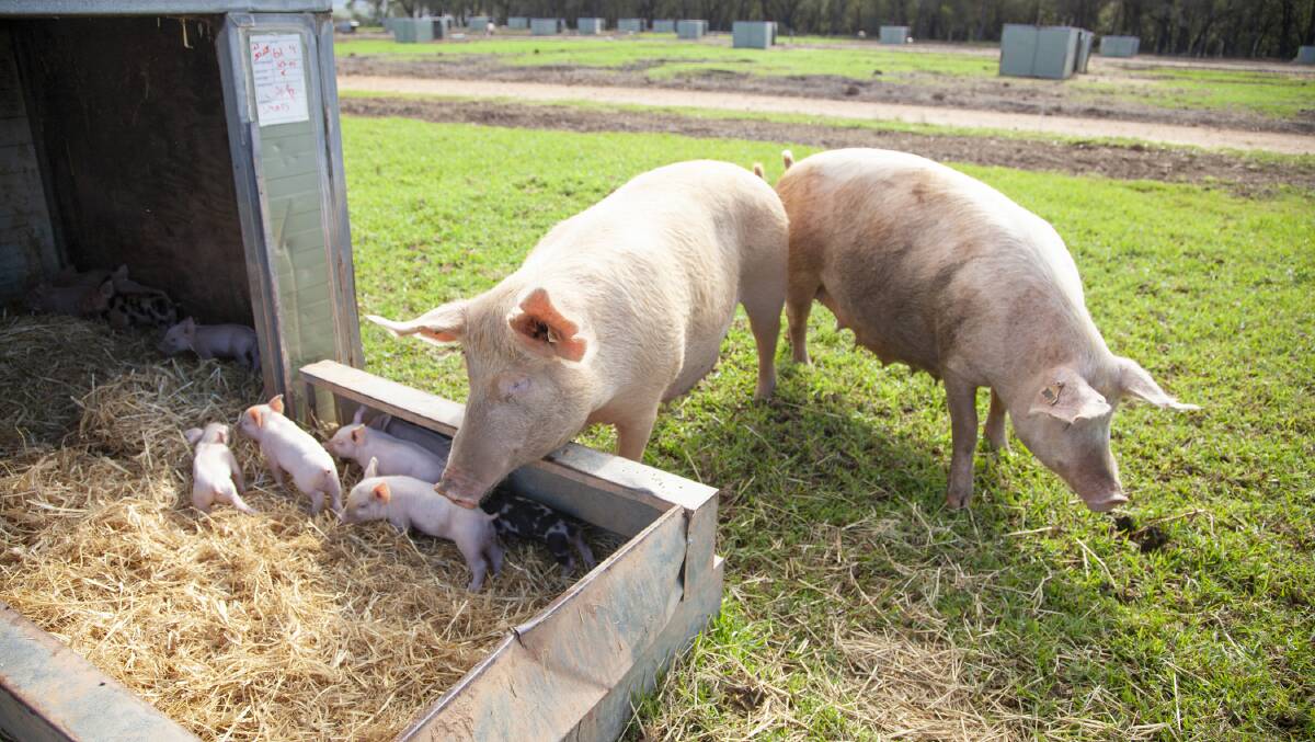 Free range pigs and piglets Buy West Eat Best cookbook, BWEB. Protect your pig herd - do not feed meat or meat products to pigs as this can cause devastating diseases such as foot-and-mouth disease and African swine fever.