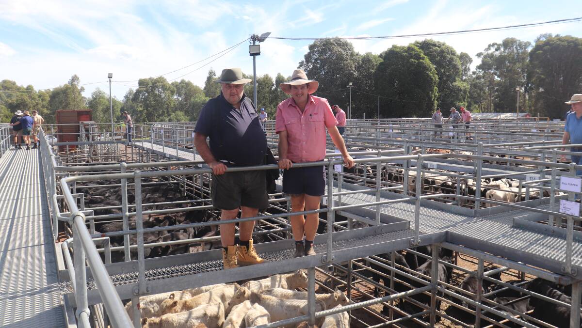  Vendor Melvin Hettner (left), Kojonup/Brunswick and Elders, Manjimup representative Cameron Harris looking over the cattle before the sale. A pen of 13 Murray Grey lightweight bulls offered by Mr Hettner topped at 675c/kg weighing 154kg and was paid by R & R Robertson.