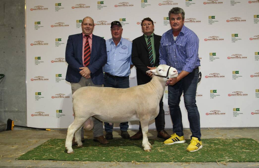This Poll Dorset ram from the Curlew Creek stud, Gnowangerup, was the second top-priced British and Australasian breed ram for the season when it sold for $14,000 to the Deloraine Downs Poll Dorset stud, Coleraine, Victoria. With the ram were Elders zone livestock manager - west Simon Wilkinson (left), Laurie Fairclough, York, who purchased the ram for the Deloraine Downs stud, Landmark Breeding representative Roy Addis and Curlew Creek stud principal Collyn Garnett.
