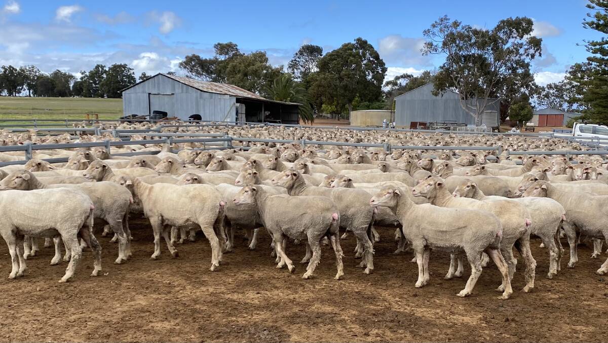 As part of their flock dispersal the Flavel family, TW Flavel & Co, will offer 392 3.5yo (orange tag) ewes.