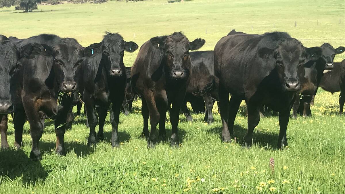Ryeland Dairy, Boyanup, has nominated 14 Angus-Friesian steers and 30 Friesian steers all in the 14-16-month-old age bracket for the Elders Boyanup store sale on this Friday, October 15.