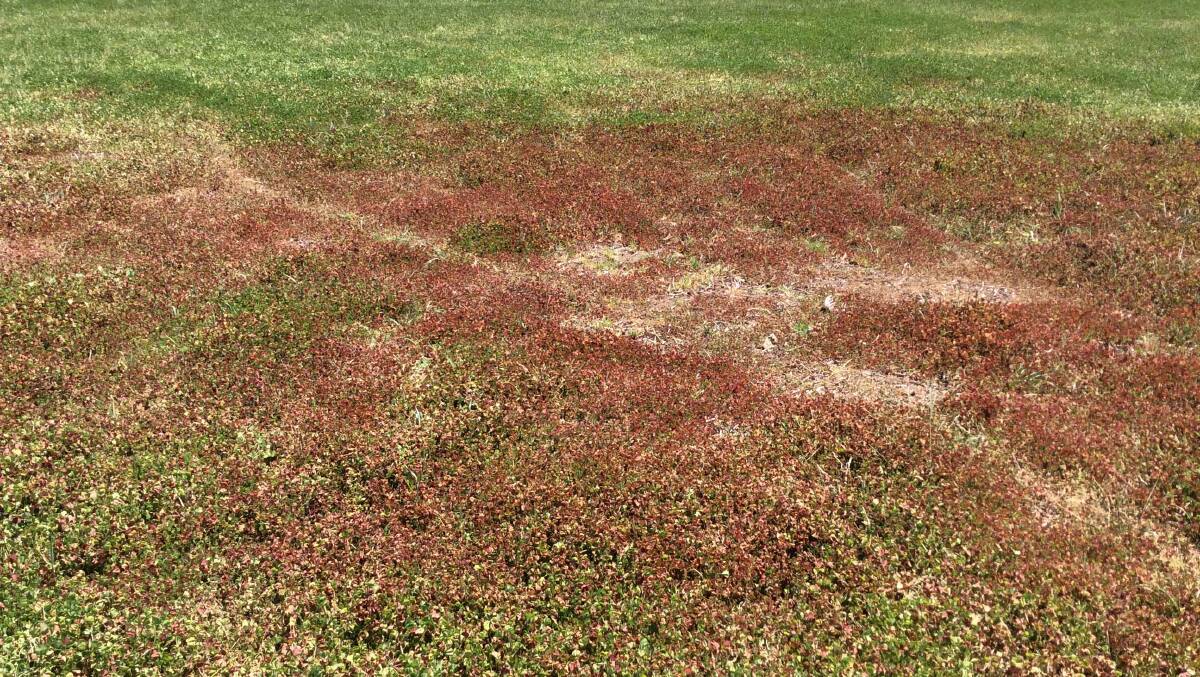  An example of sub clover red leaf syndrome, north of Mt Barker in spring 2017.