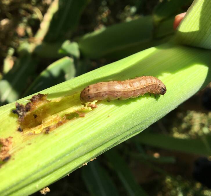  Fall armyworm larvae pictured on a corn leaf in Kununurra, Western Australia.