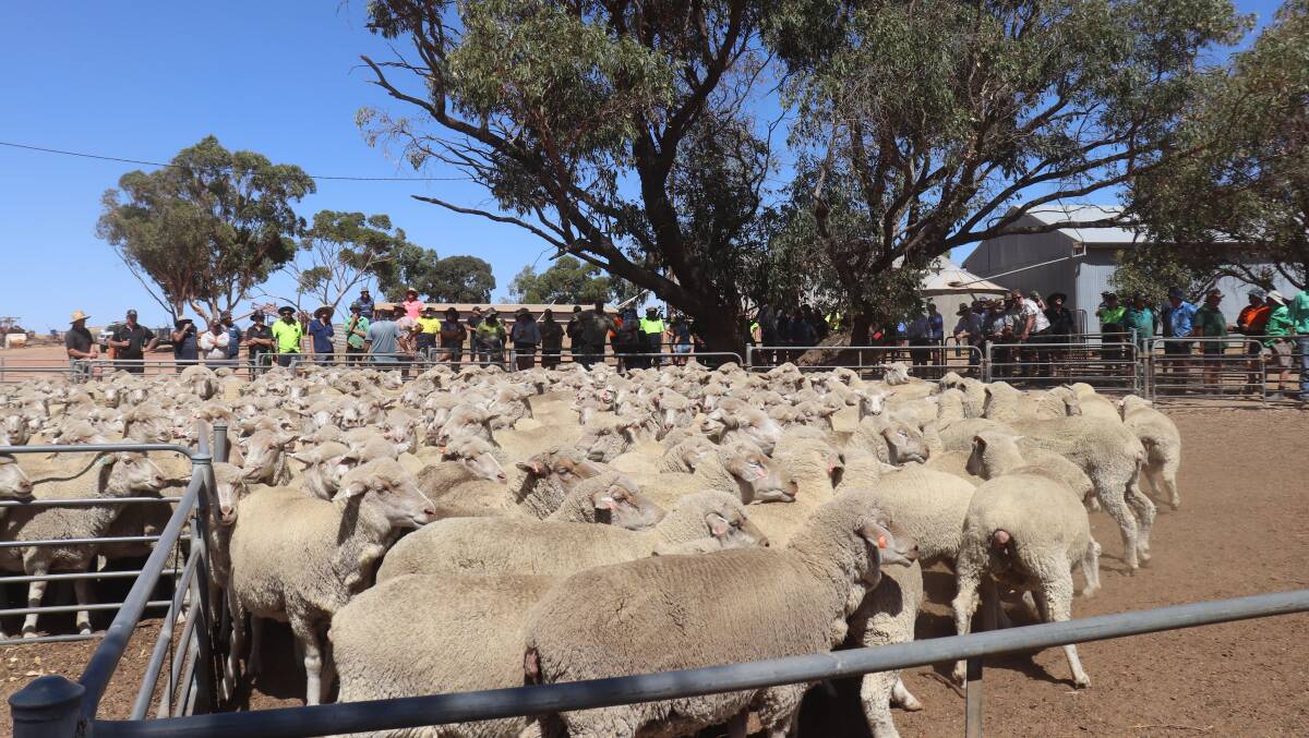 Two pens of Merino ewes, one mixed age with Eastville bloodlines and a second of white-taggers with Westerdale bloodlines. Both pens were bought by RC & SM Allen, Pingelly, after competitive bidding.