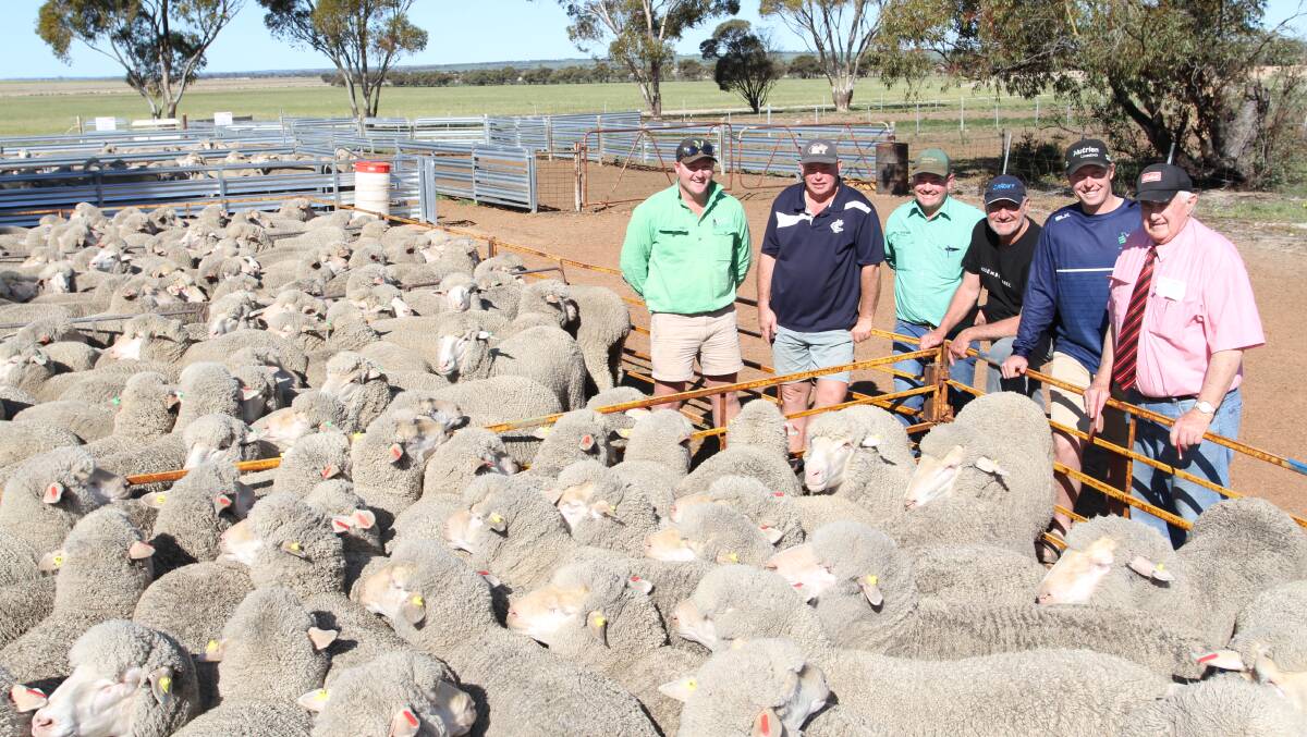 Values reached $310 for 2022-drop (red tag) stud Merino ewes at the Cardiff Merino stud ewe dispersal purchased by the Kamballie stud, Tammin, which also paid the $300 second top price for 2021-drop (yellow tag) ewes and $250 for 2019-drop (green tag) ewes. With the top-priced line of red tag ewes were Jake Finlayson (left), Nutrien Livestock, Cunderdin, Shayne Mackin, Kamballie stud, Mitchell Crosby, Nutrien Livestock, Breeding, Quentin Davies, Cardiff stud, Yorkrakine, Curtis Mackin, Kamballie stud and Russell Wood, Elders Wyalkatchem.