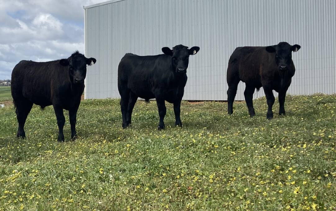 Norsca Holdings, Bridgetown, will offer 100 Angus cross calves (50 steers and 50 heifers) in the first Elders Boyanup store sale on Wednesday, October 18.