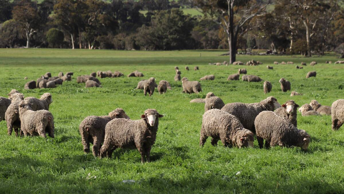 Australian lamb and mutton exports skyrocketed into uncharted territory last year, with long-term supply and demand looking strong and robust.