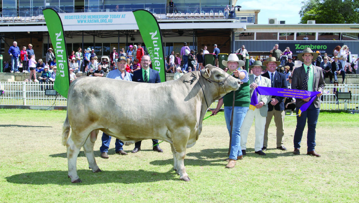 Exhibitor Alistair Murray (left), Tullibardine Murray Grey stud, Albany, award sponsor Andrew Duperouzel, Nutrien Ag Solutions region manager west, handler Rachel Williams, Wandering and judges Charles and Peter Cowcher, Willandra Simmental and Red Angus stud, Williams and Kurt Wise, Southend Murray Grey stud, Woodanilling, with the interbreed junior champion bull Tullibardine Rip Snorter, R111.