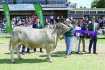 Four share interbreed cattle accolades