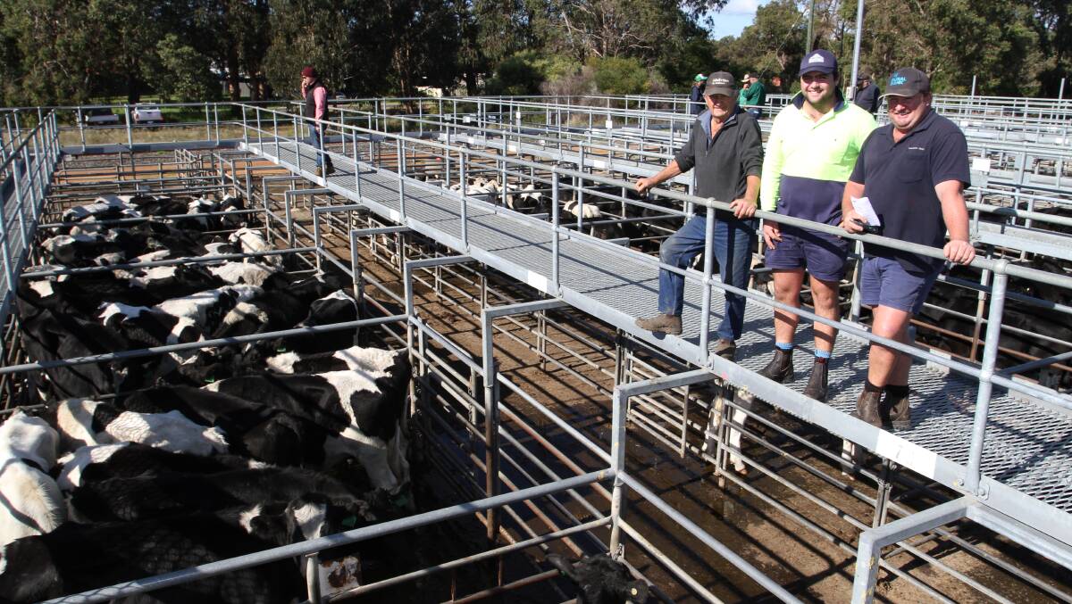 Vendors Colin Neill (left), Mitchell Boyle and Dwayne Neill, Laureldene Farms, Boyanup, stand over their line-up of Friesian steers aged 18-20 months that sold to $1857 and 420c/kg at Nutrien Livestock's day one June Special store cattle sale at Boyanup last Friday.