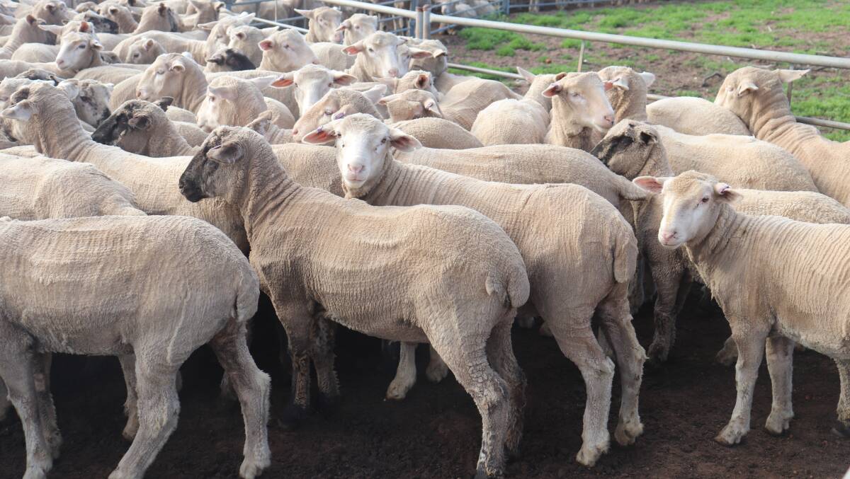 The Butlers run 1000 breeding ewes on their 4000 hectare farm.