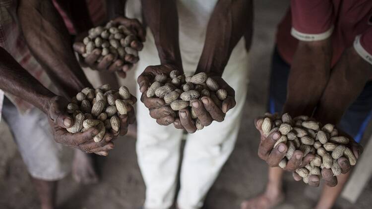  Farmers that took part in the seed harvesting program with Seeds of Life show off their peanut harvest.