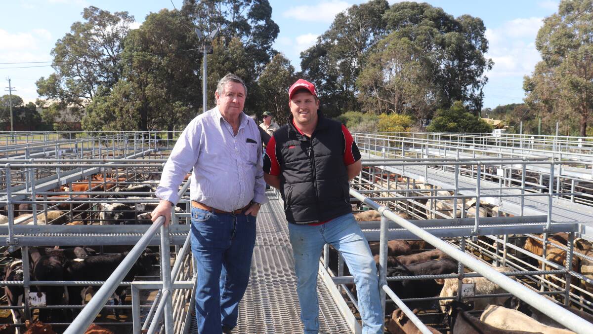 Evan Hammersley (left), Busselton and Elders Busselton representative Jacques Martinson caught up to look over the cattle prior to the sale at Boyanup.