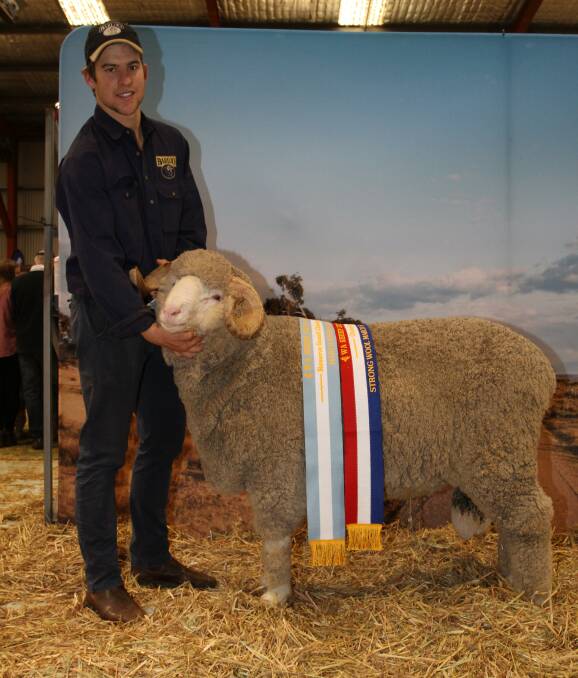  RESERVE GRAND CHAMPION MARCH SHORN RAM: Fraser House, Barloo stud, Gnowangerup, holds the stud's reserve grand champion March shorn ram and champion March shorn strong wool Merino ram.
