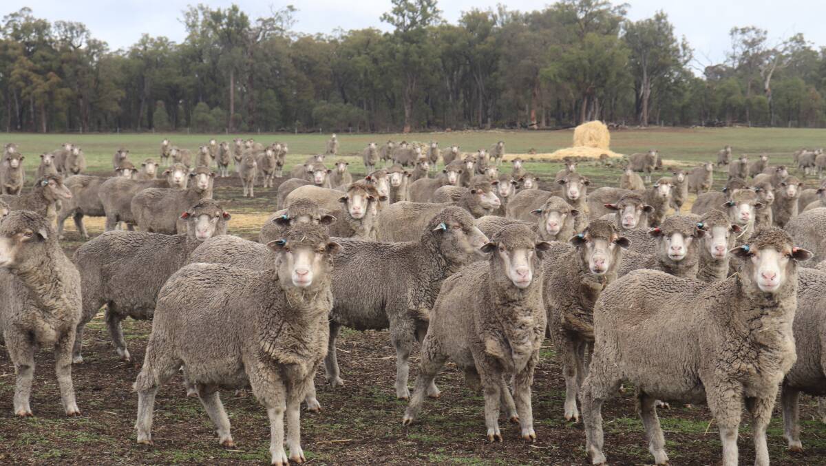 Rylington Park consists of 650 hectares and runs a self-replacing flock of 2500 Merino ewes.