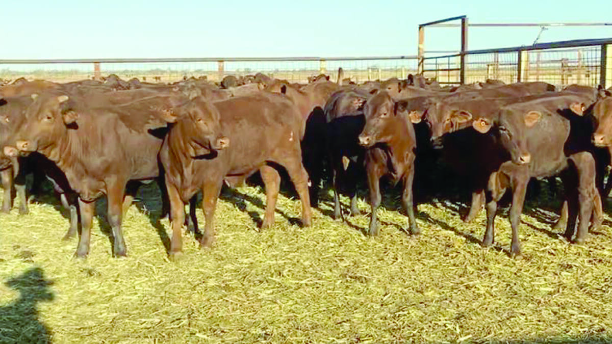 An example of the 120 Santa Gertrudis weaner heifers to be offered by Coolawanyah Pastoral Company, Tom Price. The Biara Santa Gertrudis bred heifers are mainly polled.