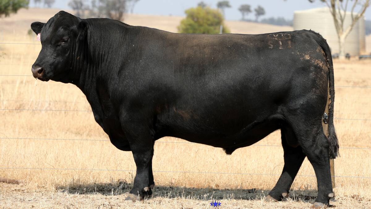 Venturon Steve S11 (by Coonamble Kevin K314), sold to the Tapscott family, Waymu Farms, Willyung, for the sales $16,000 equal top Angus bull price.