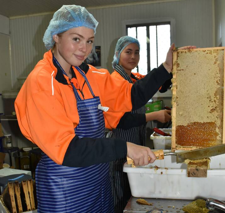 WACOA Denmark Year 11 students Lily Richardson (left) and Betty Parker taking off wax capping from harvested honey.