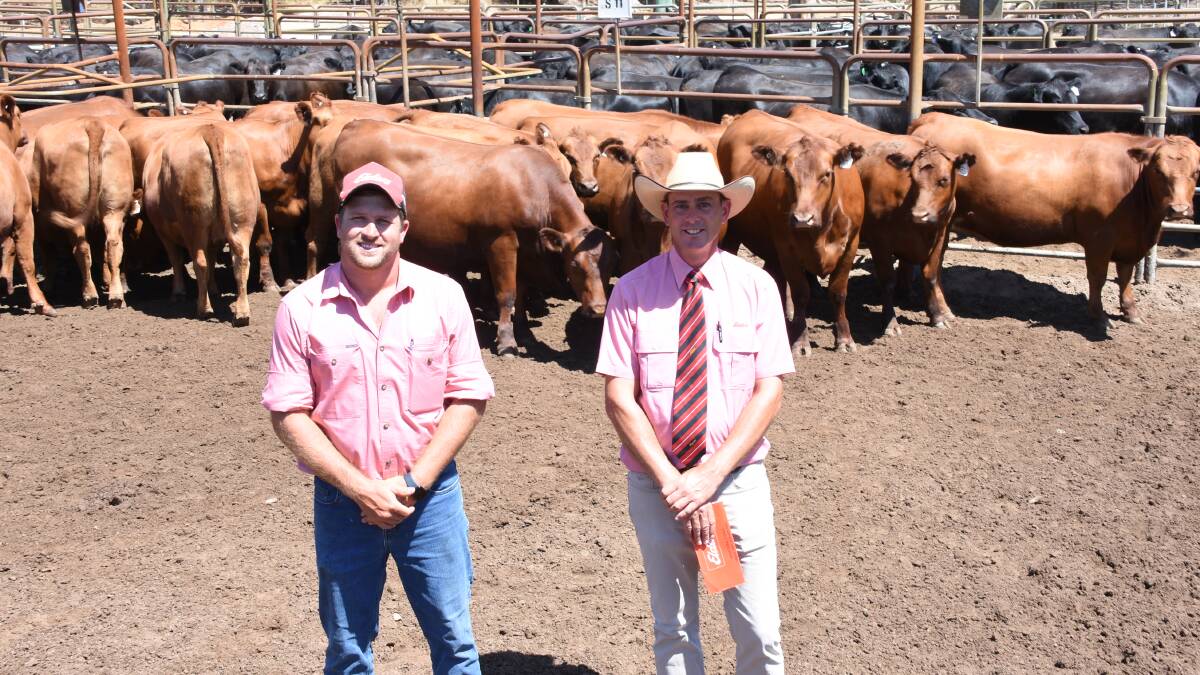 Anniebrook producer Norm Dennis, GF Dennis & Co, sold 22 Red Angus heifers to a breed top price of $2900 and an average of $2705. With the heifers which were all purchased by Nutrien Livestock, Margaret River/Busselton agent Jock Embry for a return buyer were Elders, Busselton representative Jacques Martinson (left) and Elders South West livestock manager Michael Carroll.