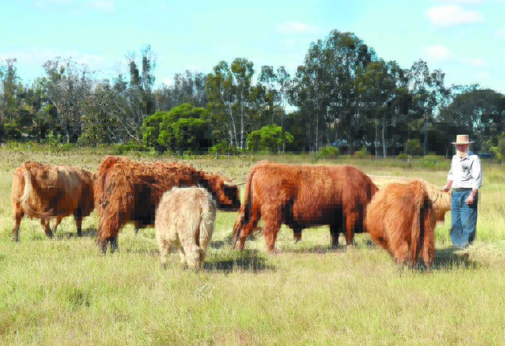Currie Park owner Jim Currie with his Highland cattle fold at Pinjarra. It used to number about 40 head but they have scaled back in recent years as they prepare for retirement. They now have one bull, a steer, three cows, and three calves.
