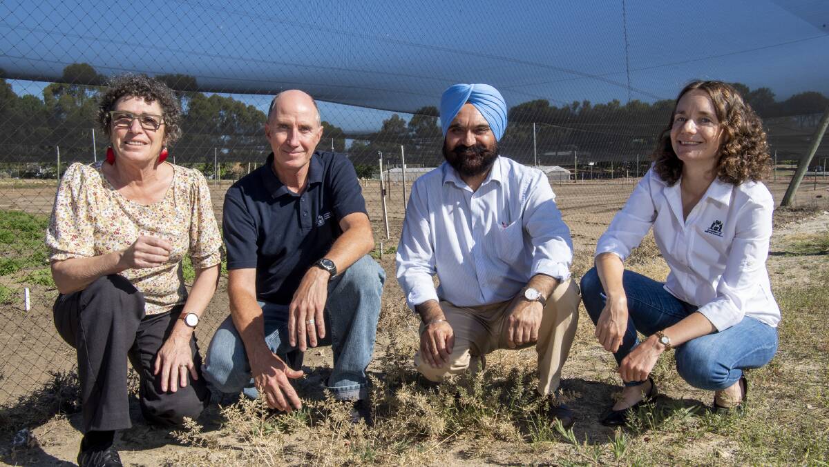 DPIRD researchers Dr Sally Peltzer (left), Dave Nicholson, Dr Harmohinder Dhammu and Dr Catherine Borger are assisting Alex Douglas (not pictured) to research summer weed control treatments other than glyphosate.