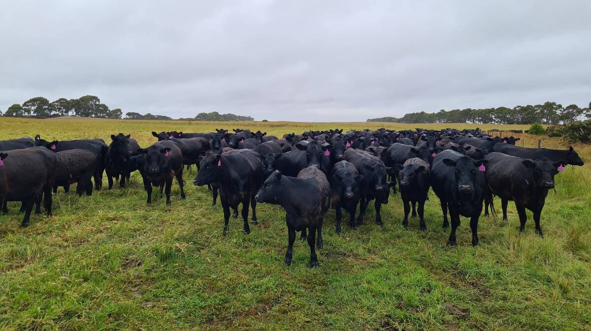 The first calvers on the property are mostly in calf by artificial insemination, backed up by an Angus bull. Last season the Willings achieved a 90 per cent calving rate for their first calvers.