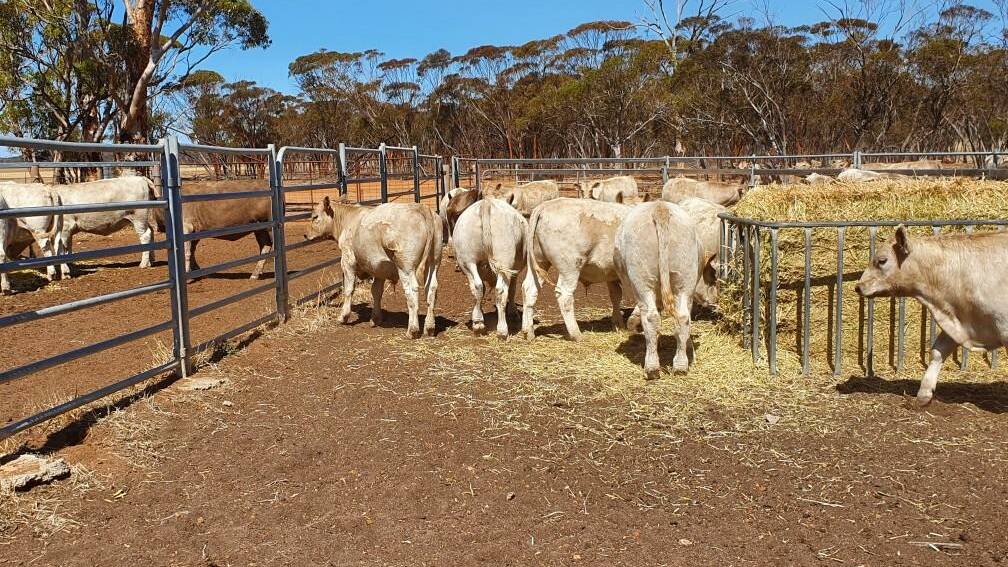Some of the 50 Murray Grey steers and heifers based on Young Guns breeding to be offered by JJJ Farms, Hyden.