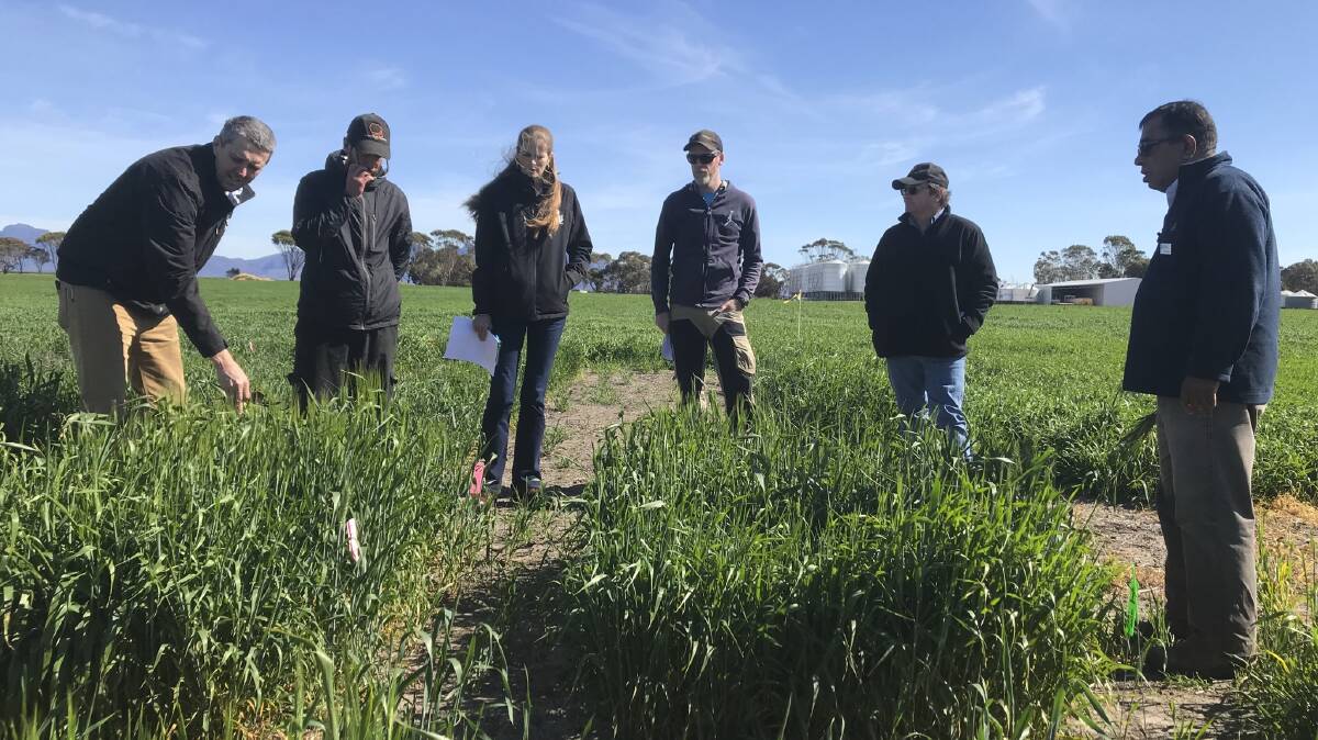 GRDC Western Region Panel members and personnel join local growers and Department of Primary Industries and Regional Development researcher Kith Jayasena in inspecting fungicide trials in barley at South Stirling during a 2018 panel tour. Photograph by GRDC.
