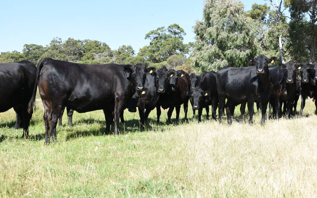  First time vendors in the sale R & C Italiano & Sons, Wokalup, will offer 21 Angus-Friesian heifers in the sale. The owner-bred heifers are PTIC to a Melville Park Angus bull.